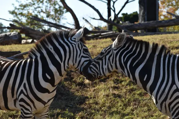 Casinia Casino Podrška